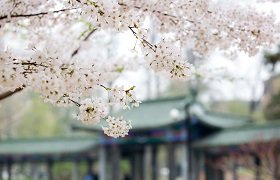 关于研究生报考2024年上半年全国大